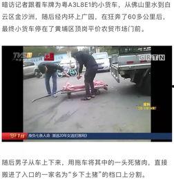 猪肉爆料视频播放大全最新,揭秘行业黑幕，带你走进真实猪肉世界  第3张