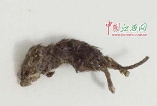 老鼠吃瓜最新事件爆料,揭秘瓜农与鼠患的奇妙对决  第2张