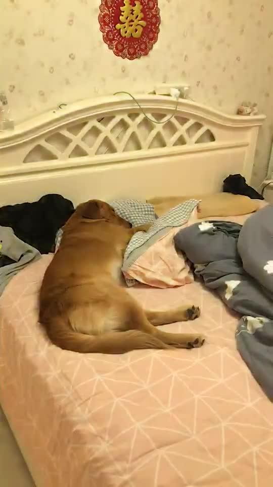 枕头老哥最新爆料,揭秘娱乐圈最新热点事件  第3张