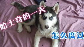 二哈视频爆料大全最新,萌宠日常，笑料横生，尽在这份欢乐集锦  第2张