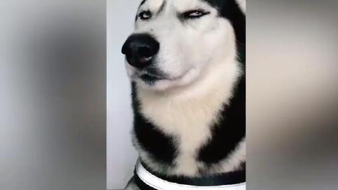 二哈视频爆料大全最新,萌宠日常，笑料横生，尽在这份欢乐集锦  第3张