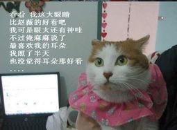 最新爆料猫鼠,揭秘最新科技突破背后的猫鼠博弈  第3张