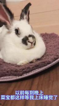 兔子爆料博主视频大全最新,揭秘博主视频大全背后的精彩瞬间