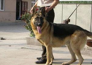 狼狗最新爆料视频播放下载