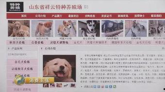 最新宠物爆料网站,萌宠动态大盘点，揭秘宠物界的秘密生活